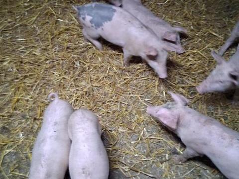 Választási malac Választási malac