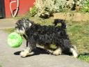 Törpe schnauzer