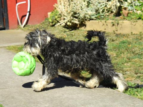 Törpe schnauzer Törpe schnauzer