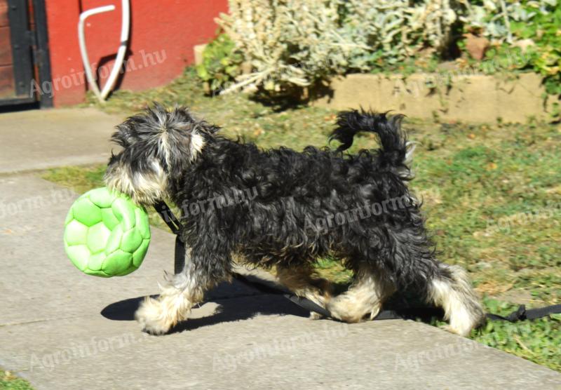 Törpe schnauzer