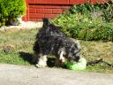Törpe schnauzer