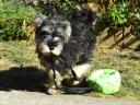Törpe schnauzer