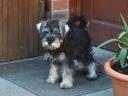 Törpe schnauzer