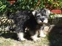 Törpe schnauzer