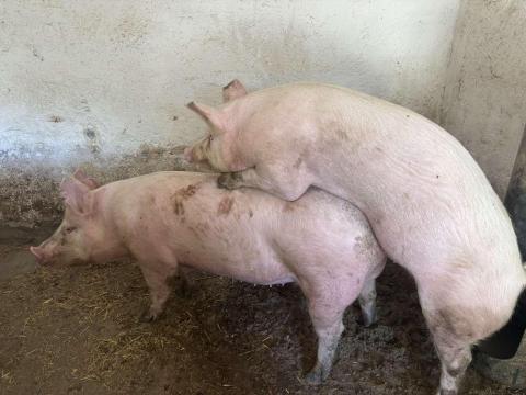 Agusztus 21 i ellésű Törzskönyves nagy fehér első ellésű vemhes koca Agusztus 21 i ellésű Törzskönyves nagy fehér első ellésű vemhes koca