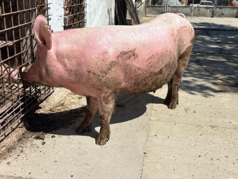Törzskönyves nagy fehér koca eladó tempóval rakva Törzskönyves nagy fehér koca eladó tempóval rakva