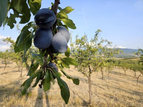 Termelőtől kiváló minőségű Stanley szilva eladó, előrendelhető Termelőtől kiváló minőségű Stanley szilva eladó, előrendelhető