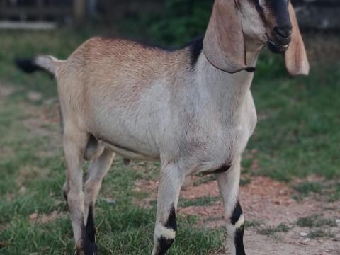 Núbiai bakok eladók Núbiai bakok eladók