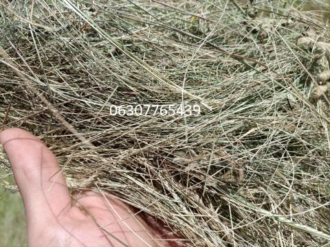 Prémium minőségű bio széna eladó Prémium minőségű bio széna eladó