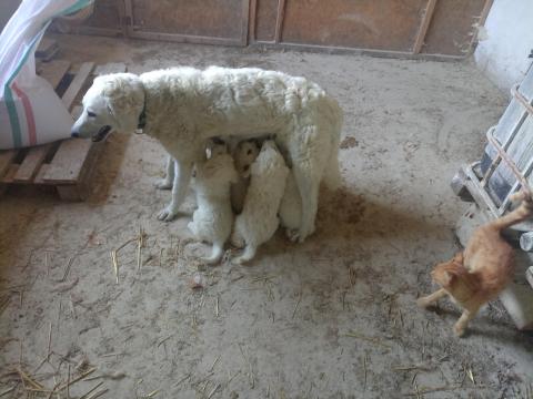 Kuvasz jellegű kiskutyák Kuvasz jellegű kiskutyák