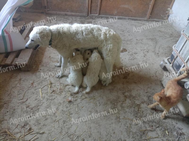 Kuvasz jellegű kiskutyák