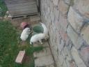 Kuvasz jellegű kiskutyák