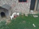 Kuvasz jellegű kiskutyák