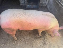 Eladó vemhes törzskönyves első ellésű koca