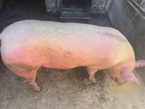 Eladó vemhes törzskönyves első ellésű koca Eladó vemhes törzskönyves első ellésű koca