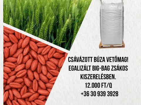 Csávázott búza vetőmag Csávázott búza vetőmag