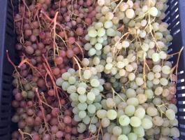 Csemegeszőlő eladó