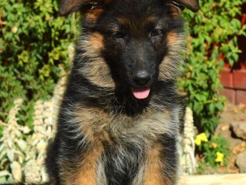 Német juhász szuka kölyök Német juhász szuka kölyök