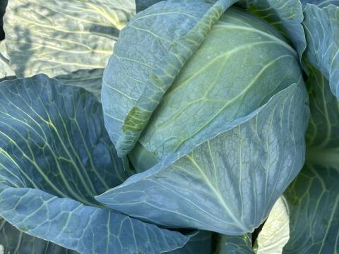 Eladó Fejeskáposzta Eladó Fejeskáposzta