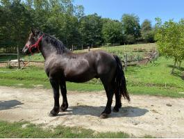 Hidegvérű csődörcsikó