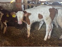 5 db 7 hetes üszö borjuk eladò