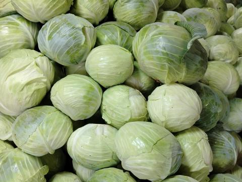 Fejes káposzta eladó Fejes káposzta eladó