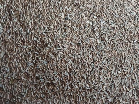 Rozs eladó (bükkönyös) Rozs eladó (bükkönyös)