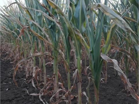 Felsült, jégverte kukoricát, cirkot, szudánifüvet vagy gabona árvakelést keresek lábon Felsült, jégverte kukoricát, cirkot, szudánifüvet vagy gabona árvakelést keresek lábon