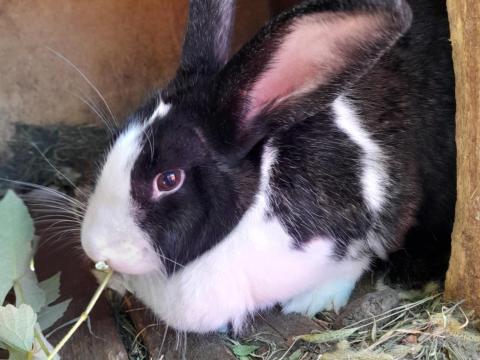 Eladó bio nyulak, német lepketarka keverék Eladó bio nyulak, német lepketarka keverék
