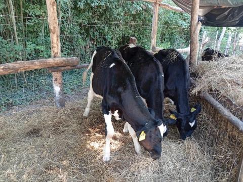 Holstein-fríz növendék üszők Holstein-fríz növendék üszők