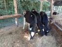 Holstein-fríz növendék üszők 