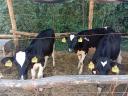 Holstein-fríz növendék üszők 