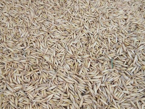 Tavaszi zab Tavaszi zab