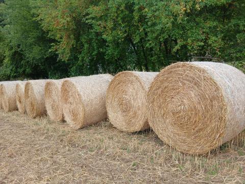 Búza szalma Búza szalma