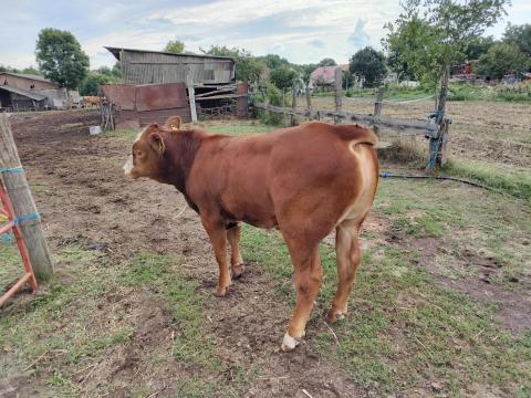 Limousin bika borjú eladó Limousin bika borjú eladó