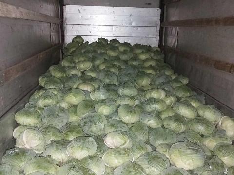 Eladó lapos káposzta Eladó lapos káposzta