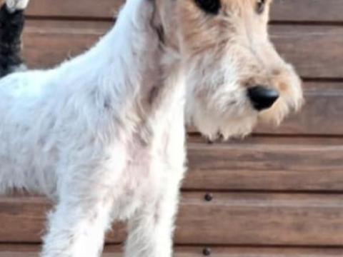 Drótszőrű foxterrier szuka Drótszőrű foxterrier szuka