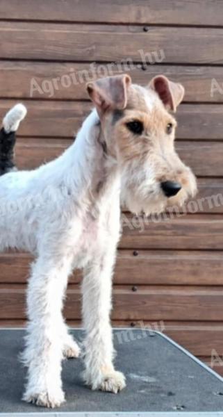 Drótszőrű foxterrier szuka