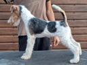 Drótszőrű foxterrier szuka