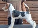 Drótszőrű foxterrier szuka