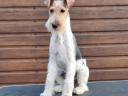 Drótszőrű foxterrier szuka