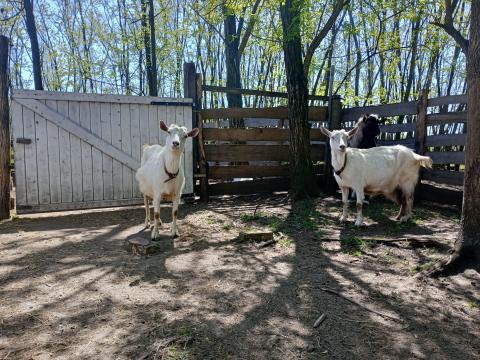 Három tejelő kecske és egy bak Három tejelő kecske és egy bak