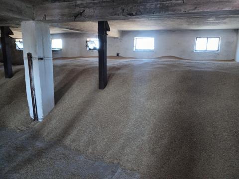 Eladó Su Ellen árpa vetőmag Eladó Su Ellen árpa vetőmag