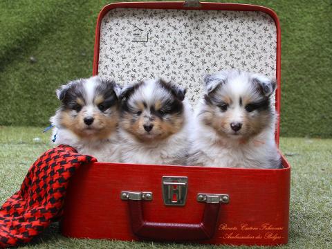 Sheltie Shetland sheepdog kiskutyák várják leendő gazdájukat Sheltie Shetland sheepdog kiskutyák várják leendő gazdájukat