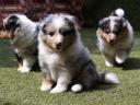 Sheltie Shetland sheepdog kiskutyák várják leendő gazdájukat
