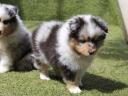 Sheltie Shetland sheepdog kiskutyák várják leendő gazdájukat