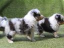 Sheltie Shetland sheepdog kiskutyák várják leendő gazdájukat