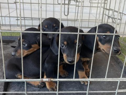 Tacskó jellegű kiskutyák Tacskó jellegű kiskutyák