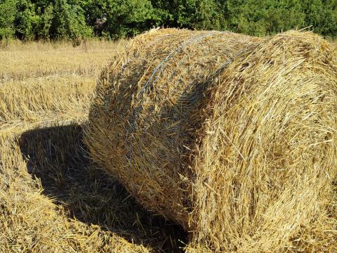 Szalma Szegeden eladó Szalma Szegeden eladó