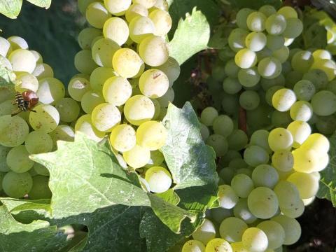 Rizlingszilváni szőlő eladó Marcaliban Rizlingszilváni szőlő eladó Marcaliban